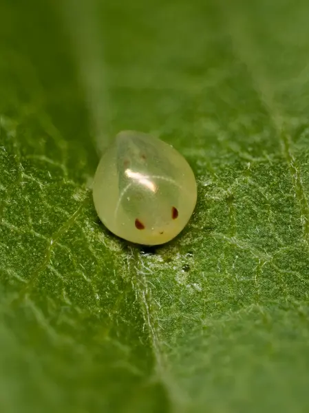 






  
    
  
  
    
  
  


Acanthocephala egg
<br>
<br>


  2023-06-25
  <br>



  <a href="
  https://www.inaturalist.org/observations/169511576
  " style="color: #0087ff; text-decoration: underline;">iNaturalist observation</a>
  <br>



  ©️2023 Ben Gruver

<br>
License: <a href="https://creativecommons.org/licenses/by-nc/4.0/" style="text-decoration: underline;">CC BY-NC 4.0</a> 







