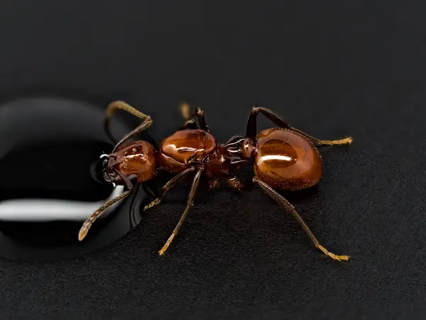 






  
    
  
  
    
  
  


Aphaenogaster tennesseensis, queen
<br>
<br>


  2023-05-05
  <br>



  <a href="
  https://www.inaturalist.org/observations/159994769
  " style="color: #0087ff; text-decoration: underline;">iNaturalist observation</a>
  <br>



  ©️2023 Ben Gruver

<br>
License: <a href="https://creativecommons.org/licenses/by-nc/4.0/" style="text-decoration: underline;">CC BY-NC 4.0</a> 






