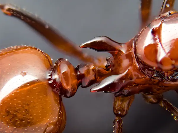 






  
    
  
  
    
  
  


Aphaenogaster tennesseensis, queen
<br>
<br>


  2023-05-05
  <br>



  <a href="
  https://www.inaturalist.org/observations/159994769
  " style="color: #0087ff; text-decoration: underline;">iNaturalist observation</a>
  <br>



  ©️2023 Ben Gruver

<br>
License: <a href="https://creativecommons.org/licenses/by-nc/4.0/" style="text-decoration: underline;">CC BY-NC 4.0</a> 






