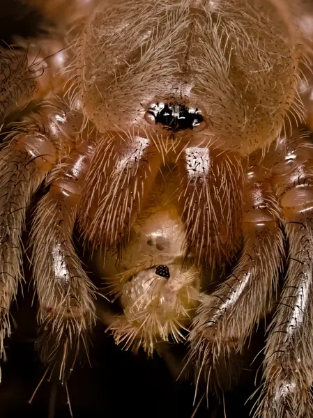 






  
    
  
  
  


Aphonopelma hentzi, young juvenile, feeding on a firebrat
<br>
<br>


  2023-04-08
  <br>





  ©️2023 Ben Gruver

<br>
License: <a href="https://creativecommons.org/licenses/by-nc/4.0/" style="text-decoration: underline;">CC BY-NC 4.0</a> 






