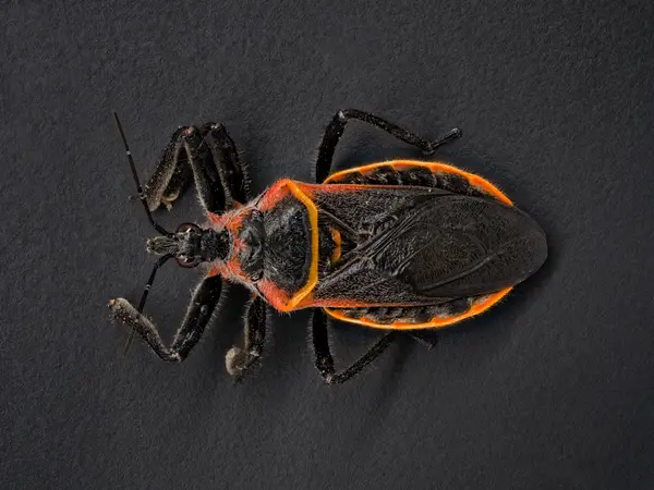 






  
    
  
  
    
  
  


Apiomerus crassipes
<br>
<br>


  2023-04-29
  <br>



  <a href="
  https://www.inaturalist.org/observations/157924947
  " style="color: #0087ff; text-decoration: underline;">iNaturalist observation</a>
  <br>



  ©️2023 Ben Gruver

<br>
License: <a href="https://creativecommons.org/licenses/by-nc/4.0/" style="text-decoration: underline;">CC BY-NC 4.0</a> 






