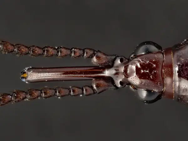 






  
    
  
  
    
  
  


Arrenodes minutus, female
<br>
<br>


  2023-06-13
  <br>



  <a href="
  https://www.inaturalist.org/observations/167312755
  " style="color: #0087ff; text-decoration: underline;">iNaturalist observation</a>
  <br>



  ©️2023 Ben Gruver

<br>
License: <a href="https://creativecommons.org/licenses/by-nc/4.0/" style="text-decoration: underline;">CC BY-NC 4.0</a> 






