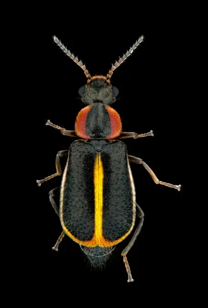 






  
    
  
  
    
  
  


Attalus circumscriptus
<br>
<br>


  2024-03-22
  <br>



  <a href="
  https://www.inaturalist.org/observations/203540772
  " style="color: #0087ff; text-decoration: underline;">iNaturalist observation</a>
  <br>



  ©️2024 Ben Gruver

<br>
License: <a href="https://creativecommons.org/licenses/by-nc/4.0/" style="text-decoration: underline;">CC BY-NC 4.0</a> 






