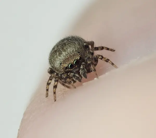 






  
    
  
  
  


Attinella concolor, mature female
<br>
<br>


  2022-09-28
  <br>





  ©️2022 Ben Gruver

<br>
License: <a href="https://creativecommons.org/licenses/by-nc/4.0/" style="text-decoration: underline;">CC BY-NC 4.0</a> 






