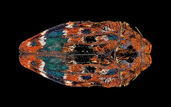 






  
    
  
  
    
  
  


Brachys ovatus
<br>
<br>


  2024-04-20
  <br>



  <a href="
  https://www.inaturalist.org/observations/208394704
  " style="color: #0087ff; text-decoration: underline;">iNaturalist observation</a>
  <br>



  ©️2024 Ben Gruver

<br>
License: <a href="https://creativecommons.org/licenses/by-nc/4.0/" style="text-decoration: underline;">CC BY-NC 4.0</a> 






