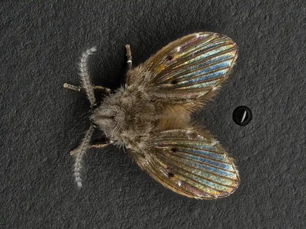 






  
    
  
  
    
  
  


Clogmia albipunctata
<br>
<br>


  2023-03-14
  <br>



  <a href="
  https://www.inaturalist.org/observations/151145183
  " style="color: #0087ff; text-decoration: underline;">iNaturalist observation</a>
  <br>



  ©️2023 Ben Gruver

<br>
License: <a href="https://creativecommons.org/licenses/by-nc/4.0/" style="text-decoration: underline;">CC BY-NC 4.0</a> 






