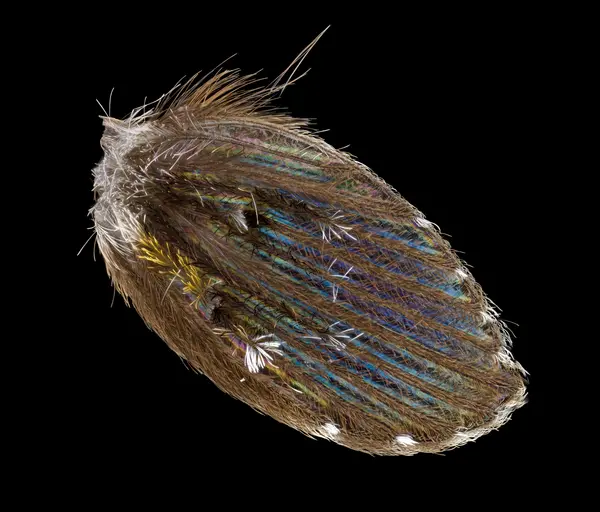 






  
    
  
  
  


Clogmia albipunctata
<br>
<br>


  2024-02-14
  <br>





  ©️2024 Ben Gruver

<br>
License: <a href="https://creativecommons.org/licenses/by-nc/4.0/" style="text-decoration: underline;">CC BY-NC 4.0</a> 






