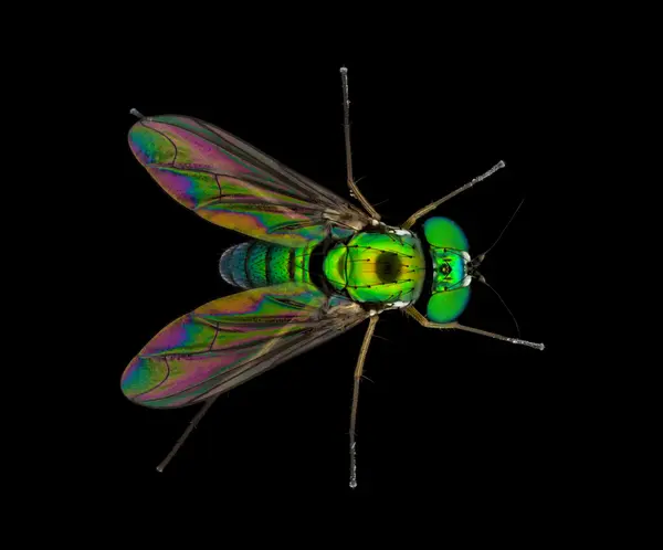 






  
    
  
  
    
  
  


Complex Condylostylus caudatus
<br>
<br>


  2024-04-30
  <br>



  <a href="
  https://www.inaturalist.org/observations/212472415
  " style="color: #0087ff; text-decoration: underline;">iNaturalist observation</a>
  <br>



  ©️2024 Ben Gruver

<br>
License: <a href="https://creativecommons.org/licenses/by-nc/4.0/" style="text-decoration: underline;">CC BY-NC 4.0</a> 






