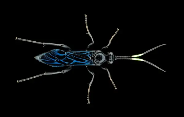 






  
    
  
  
    
  
  


Cratichneumon unifasciatorius
<br>
<br>


  2025-04-10
  <br>



  <a href="
  https://www.inaturalist.org/observations/269581360
  " style="color: #0087ff; text-decoration: underline;">iNaturalist observation</a>
  <br>



  ©️2025 Ben Gruver

<br>
License: <a href="https://creativecommons.org/licenses/by-nc/4.0/" style="text-decoration: underline;">CC BY-NC 4.0</a> 






