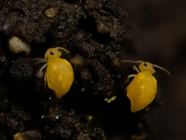 






  
    
  
  
    
  
  


Deuterosminthurus nonfasciatus
<br>
<br>


  2023-04-27
  <br>



  <a href="
  https://www.inaturalist.org/observations/156985408
  " style="color: #0087ff; text-decoration: underline;">iNaturalist observation</a>
  <br>



  ©️2023 Ben Gruver

<br>
License: <a href="https://creativecommons.org/licenses/by-nc/4.0/" style="text-decoration: underline;">CC BY-NC 4.0</a> 






