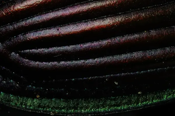 






  
    
  
  
  


Dicaelus purpuratus
<br>
<br>


  2022-09-21
  <br>





  ©️2022 Ben Gruver

<br>
License: <a href="https://creativecommons.org/licenses/by-nc/4.0/" style="text-decoration: underline;">CC BY-NC 4.0</a> 






