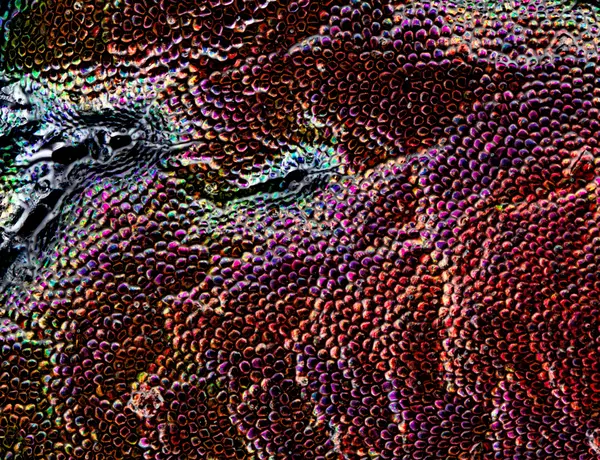 






  
    
  
  
  


Dicaelus purpuratus @ 10x magnification
<br>
<br>


  2024-02-17
  <br>





  ©️2024 Ben Gruver

<br>
License: <a href="https://creativecommons.org/licenses/by-nc/4.0/" style="text-decoration: underline;">CC BY-NC 4.0</a> 






