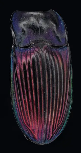 






  
    
  
  
  


Dicaelus purpuratus
<br>
<br>


  2022-10-22
  <br>





  ©️2022 Ben Gruver

<br>
License: <a href="https://creativecommons.org/licenses/by-nc/4.0/" style="text-decoration: underline;">CC BY-NC 4.0</a> 






