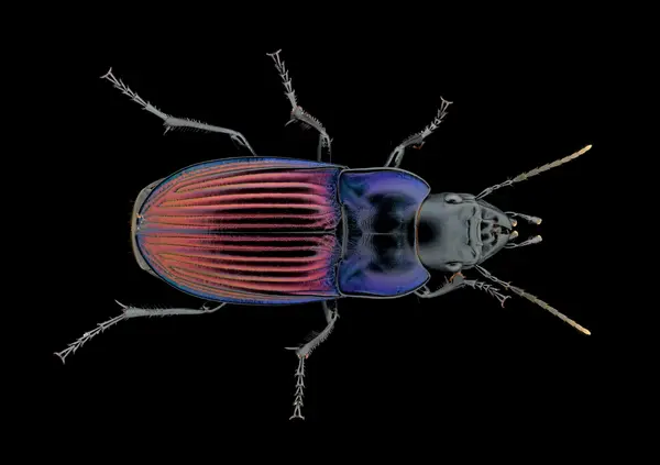 






  
    
  
  
    
  
  


Dicaelus purpuratus
<br>
<br>


  2025-08-08
  <br>



  <a href="
  https://www.inaturalist.org/observations/304679321
  " style="color: #0087ff; text-decoration: underline;">iNaturalist observation</a>
  <br>



  ©️2025 Ben Gruver

<br>
License: <a href="https://creativecommons.org/licenses/by-nc/4.0/" style="text-decoration: underline;">CC BY-NC 4.0</a> 






