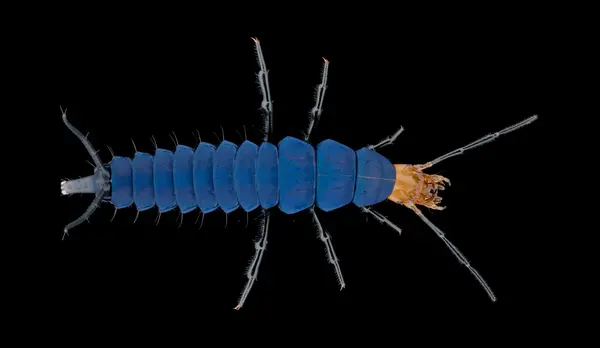 






  
    
  
  
    
  
  


Dicaelus purpuratus larva
<br>
<br>


  2025-06-03
  <br>



  <a href="
  https://www.inaturalist.org/observations/286653489
  " style="color: #0087ff; text-decoration: underline;">iNaturalist observation</a>
  <br>



  ©️2025 Ben Gruver

<br>
License: <a href="https://creativecommons.org/licenses/by-nc/4.0/" style="text-decoration: underline;">CC BY-NC 4.0</a> 






