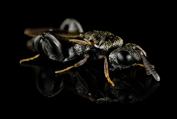 






  
    
  
  
    
  
  


Dirhinus sp.
<br>
<br>


  2024-03-17
  <br>



  <a href="
  https://www.inaturalist.org/observations/202911131
  " style="color: #0087ff; text-decoration: underline;">iNaturalist observation</a>
  <br>



  ©️2024 Ben Gruver

<br>
License: <a href="https://creativecommons.org/licenses/by-nc/4.0/" style="text-decoration: underline;">CC BY-NC 4.0</a> 






