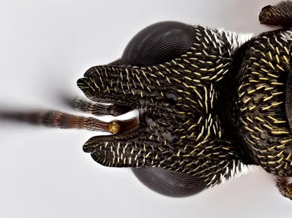 






  
    
  
  
    
  
  


Dirhinus sp.
<br>
<br>


  2024-03-18
  <br>



  <a href="
  https://www.inaturalist.org/observations/202911131
  " style="color: #0087ff; text-decoration: underline;">iNaturalist observation</a>
  <br>



  ©️2024 Ben Gruver

<br>
License: <a href="https://creativecommons.org/licenses/by-nc/4.0/" style="text-decoration: underline;">CC BY-NC 4.0</a> 






