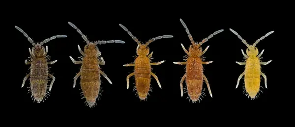 






  
    
  
  
  


Entomobrya confusa
<br>
<br>


  2024-03-04
  <br>





  ©️2024 Ben Gruver

<br>
License: <a href="https://creativecommons.org/licenses/by-nc/4.0/" style="text-decoration: underline;">CC BY-NC 4.0</a> 






