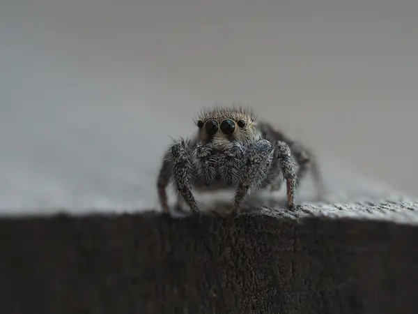 






  
    
  
  
    
  
  


Habronattus orbus, female
<br>
<br>


  2022-10-01
  <br>



  <a href="
  https://www.inaturalist.org/observations/137198755
  " style="color: #0087ff; text-decoration: underline;">iNaturalist observation</a>
  <br>



  ©️2022 Ben Gruver

<br>
License: <a href="https://creativecommons.org/licenses/by-nc/4.0/" style="text-decoration: underline;">CC BY-NC 4.0</a> 






