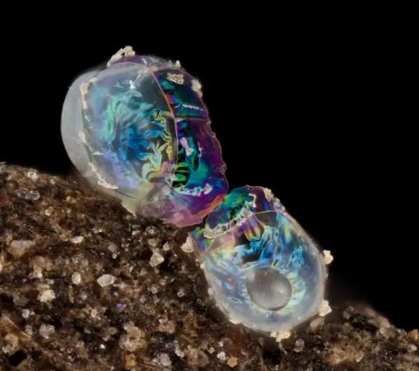 






  
    
  
  
  


Hatched springtail egg
<br>
<br>


  2024-02-10
  <br>





  ©️2024 Ben Gruver

<br>
License: <a href="https://creativecommons.org/licenses/by-nc/4.0/" style="text-decoration: underline;">CC BY-NC 4.0</a> 






