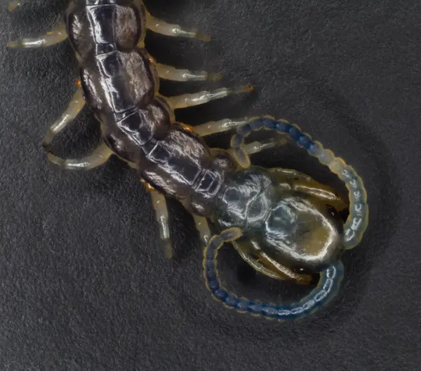 






  
    
  
  
    
  
  


Hemiscolopendra marginata
<br>
<br>


  2022-12-08
  <br>



  <a href="
  https://www.inaturalist.org/observations/143995102
  " style="color: #0087ff; text-decoration: underline;">iNaturalist observation</a>
  <br>



  ©️2022 Ben Gruver

<br>
License: <a href="https://creativecommons.org/licenses/by-nc/4.0/" style="text-decoration: underline;">CC BY-NC 4.0</a> 






