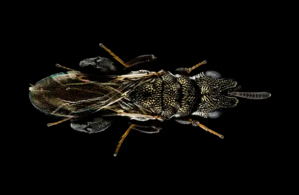 






  
    
  
  
    
  
  


Dirhinus sp.
<br>
<br>


  2024-03-17
  <br>



  <a href="
  https://www.inaturalist.org/observations/202911131
  " style="color: #0087ff; text-decoration: underline;">iNaturalist observation</a>
  <br>



  ©️2024 Ben Gruver

<br>
License: <a href="https://creativecommons.org/licenses/by-nc/4.0/" style="text-decoration: underline;">CC BY-NC 4.0</a> 






