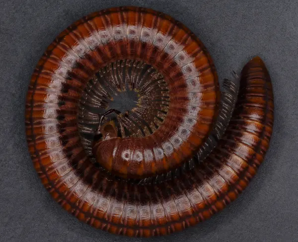 






  
    
  
  
    
  
  


Juliformia sp.
<br>
<br>


  2022-12-10
  <br>



  <a href="
  https://www.inaturalist.org/observations/144071136
  " style="color: #0087ff; text-decoration: underline;">iNaturalist observation</a>
  <br>



  ©️2022 Ben Gruver

<br>
License: <a href="https://creativecommons.org/licenses/by-nc/4.0/" style="text-decoration: underline;">CC BY-NC 4.0</a> 






