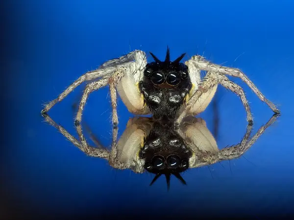 






  
    
  
  
  


Maevia inclemens, dark type male
<br>
<br>


  2022-10-12
  <br>





  ©️2022 Ben Gruver

<br>
License: <a href="https://creativecommons.org/licenses/by-nc/4.0/" style="text-decoration: underline;">CC BY-NC 4.0</a> 






