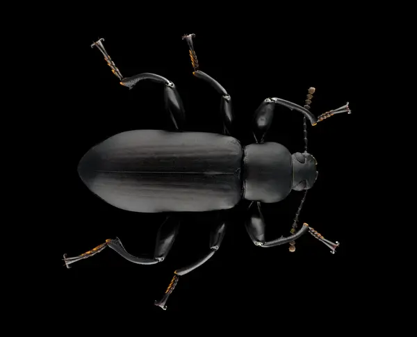 






  
    
  
  
    
  
  


Merinus laevis
<br>
<br>


  2024-04-30
  <br>



  <a href="
  https://www.inaturalist.org/observations/212504438
  " style="color: #0087ff; text-decoration: underline;">iNaturalist observation</a>
  <br>



  ©️2024 Ben Gruver

<br>
License: <a href="https://creativecommons.org/licenses/by-nc/4.0/" style="text-decoration: underline;">CC BY-NC 4.0</a> 






