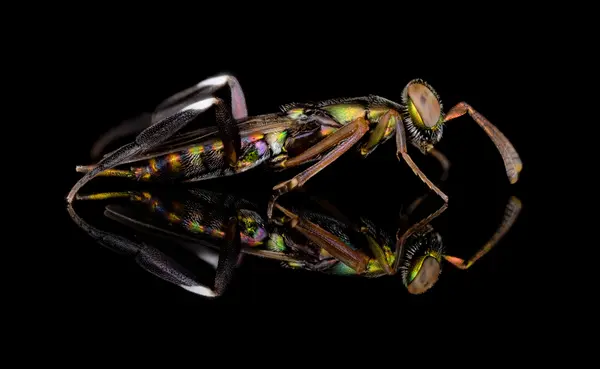 






  
    
  
  
    
  
  


Metapelma schwarzi
<br>
<br>


  2024-11-11
  <br>



  <a href="
  https://www.inaturalist.org/observations/251403733
  " style="color: #0087ff; text-decoration: underline;">iNaturalist observation</a>
  <br>



  ©️2024 Ben Gruver

<br>
License: <a href="https://creativecommons.org/licenses/by-nc/4.0/" style="text-decoration: underline;">CC BY-NC 4.0</a> 






