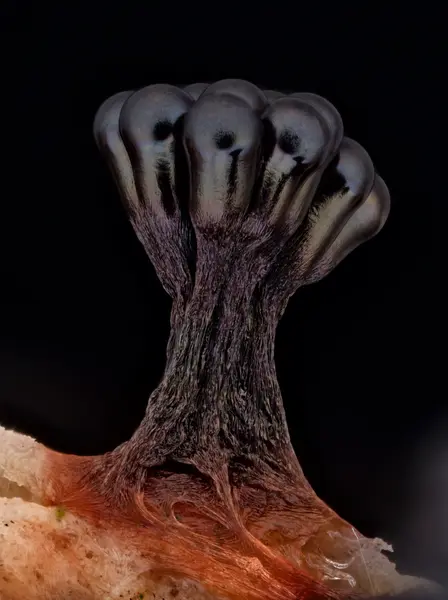 






  
    
  
  
    
  
  


Metatrichia vesparia
<br>
<br>


  2023-11-13
  <br>



  <a href="
  https://www.inaturalist.org/observations/190972911
  " style="color: #0087ff; text-decoration: underline;">iNaturalist observation</a>
  <br>



  ©️2023 Ben Gruver

<br>
License: <a href="https://creativecommons.org/licenses/by-nc/4.0/" style="text-decoration: underline;">CC BY-NC 4.0</a> 






