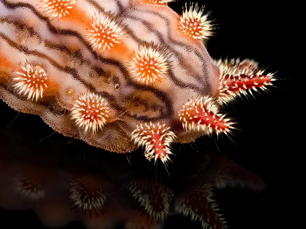 






  
    
  
  
    
  
  


Monoleuca semifascia caterpillar, 3/4th angle, closeup of head
<br>
<br>


  2025-08-10
  <br>



  <a href="
  https://www.inaturalist.org/observations/305161010
  " style="color: #0087ff; text-decoration: underline;">iNaturalist observation</a>
  <br>



  ©️2025 Ben Gruver

<br>
License: <a href="https://creativecommons.org/licenses/by-nc/4.0/" style="text-decoration: underline;">CC BY-NC 4.0</a> 






