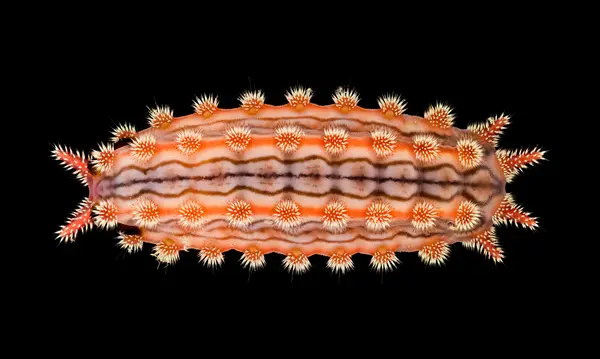 






  
    
  
  
    
  
  


Monoleuca semifascia caterpillar, dorsal
<br>
<br>


  2025-08-09
  <br>



  <a href="
  https://www.inaturalist.org/observations/305161010
  " style="color: #0087ff; text-decoration: underline;">iNaturalist observation</a>
  <br>



  ©️2025 Ben Gruver

<br>
License: <a href="https://creativecommons.org/licenses/by-nc/4.0/" style="text-decoration: underline;">CC BY-NC 4.0</a> 






