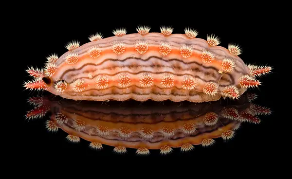 






  
    
  
  
    
  
  


Monoleuca semifascia caterpillar, lateral
<br>
<br>


  2025-08-10
  <br>



  <a href="
  https://www.inaturalist.org/observations/305161010
  " style="color: #0087ff; text-decoration: underline;">iNaturalist observation</a>
  <br>



  ©️2025 Ben Gruver

<br>
License: <a href="https://creativecommons.org/licenses/by-nc/4.0/" style="text-decoration: underline;">CC BY-NC 4.0</a> 






