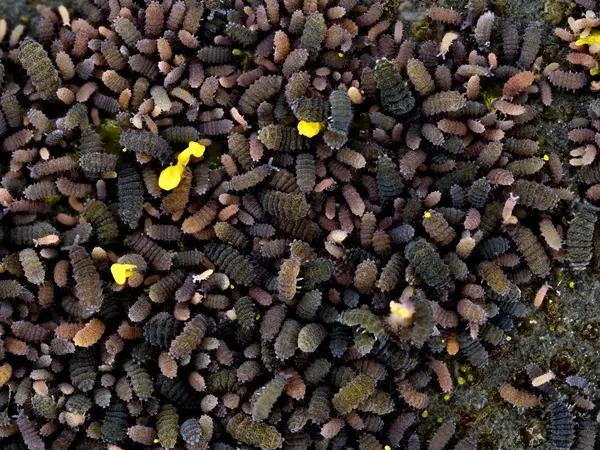 






  
    
  
  
    
  
  


Neanura persimilis
<br>
<br>


  2024-05-27
  <br>



  <a href="
  https://www.inaturalist.org/observations/224261348
  " style="color: #0087ff; text-decoration: underline;">iNaturalist observation</a>
  <br>



  ©️2024 Ben Gruver

<br>
License: <a href="https://creativecommons.org/licenses/by-nc/4.0/" style="text-decoration: underline;">CC BY-NC 4.0</a> 






