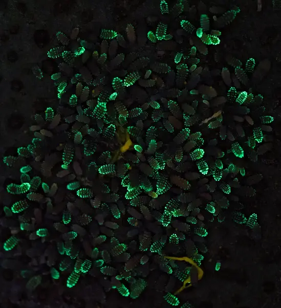 






  
    
  
  
    
  
  


Neanura persimilis bioluminescing
<br>
<br>


  2024-06-27
  <br>



  <a href="
  https://www.inaturalist.org/observations/225474910
  " style="color: #0087ff; text-decoration: underline;">iNaturalist observation</a>
  <br>



  ©️2024 Ben Gruver

<br>
License: <a href="https://creativecommons.org/licenses/by-nc/4.0/" style="text-decoration: underline;">CC BY-NC 4.0</a> 






