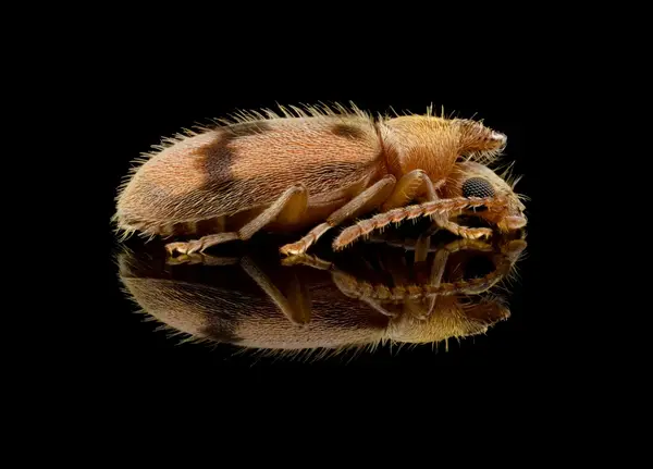 






  
    
  
  
    
  
  


Notoxus sp.
<br>
<br>


  2024-10-01
  <br>



  <a href="
  https://www.inaturalist.org/observations/245092597
  " style="color: #0087ff; text-decoration: underline;">iNaturalist observation</a>
  <br>



  ©️2024 Ben Gruver

<br>
License: <a href="https://creativecommons.org/licenses/by-nc/4.0/" style="text-decoration: underline;">CC BY-NC 4.0</a> 






