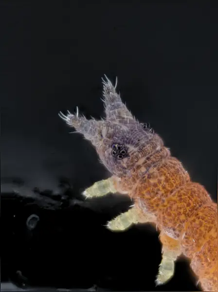 






  
    
  
  
    
  
  


Odontella sp.
<br>
<br>


  2026-03-04
  <br>



  <a href="
  https://www.inaturalist.org/observations/341352540
  " style="color: #0087ff; text-decoration: underline;">iNaturalist observation</a>
  <br>



  ©️2026 Ben Gruver

<br>
License: <a href="https://creativecommons.org/licenses/by-nc/4.0/" style="text-decoration: underline;">CC BY-NC 4.0</a> 






