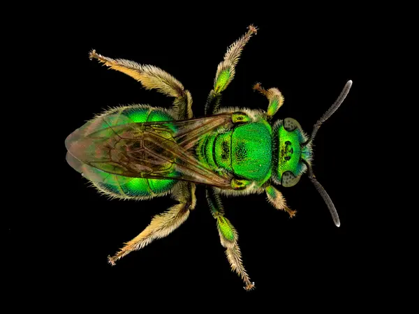 






  
    
  
  
    
  
  


Paraugochloropsis sp.
<br>
<br>


  2024-04-05
  <br>



  <a href="
  https://www.inaturalist.org/observations/205606371
  " style="color: #0087ff; text-decoration: underline;">iNaturalist observation</a>
  <br>



  ©️2024 Ben Gruver

<br>
License: <a href="https://creativecommons.org/licenses/by-nc/4.0/" style="text-decoration: underline;">CC BY-NC 4.0</a> 






