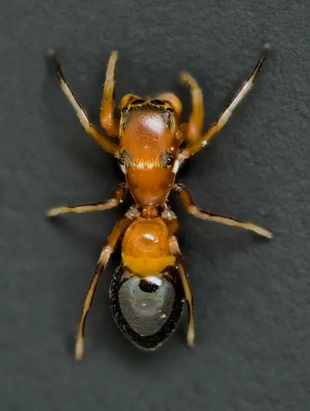 






  
    
  
  
    
  
  


Peckhamia sp.
<br>
<br>


  2023-03-29
  <br>



  <a href="
  https://www.inaturalist.org/observations/152776896
  " style="color: #0087ff; text-decoration: underline;">iNaturalist observation</a>
  <br>



  ©️2023 Ben Gruver

<br>
License: <a href="https://creativecommons.org/licenses/by-nc/4.0/" style="text-decoration: underline;">CC BY-NC 4.0</a> 






