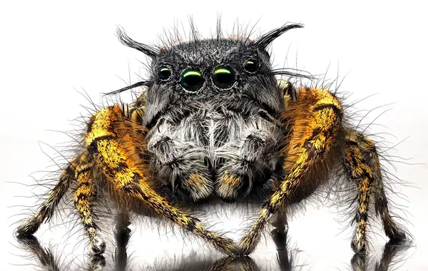 






  
    
  
  
  


Phidippus mystaceus, mature male
<br>
<br>


  2022-10-08
  <br>





  ©️2022 Ben Gruver

<br>
License: <a href="https://creativecommons.org/licenses/by-nc/4.0/" style="text-decoration: underline;">CC BY-NC 4.0</a> 






