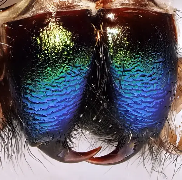 






  
    
  
  
  


Phidippus audax, Chelicerae from a molt from a subadult female.
<br>
<br>


  2022-10-09
  <br>





  ©️2022 Ben Gruver

<br>
License: <a href="https://creativecommons.org/licenses/by-nc/4.0/" style="text-decoration: underline;">CC BY-NC 4.0</a> 






