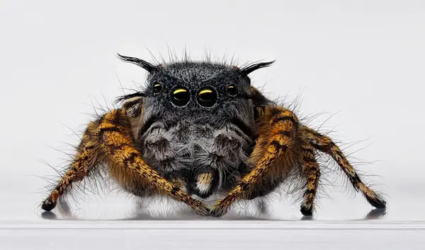 






  
    
  
  
  


Phidippus mystaceus, mature male
<br>
<br>


  2022-09-19
  <br>





  ©️2022 Ben Gruver

<br>
License: <a href="https://creativecommons.org/licenses/by-nc/4.0/" style="text-decoration: underline;">CC BY-NC 4.0</a> 






