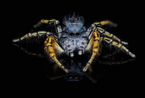 






  
    
  
  
  


Phidippus mystaceus, mature male
<br>
<br>


  2022-09-19
  <br>





  ©️2022 Ben Gruver

<br>
License: <a href="https://creativecommons.org/licenses/by-nc/4.0/" style="text-decoration: underline;">CC BY-NC 4.0</a> 






