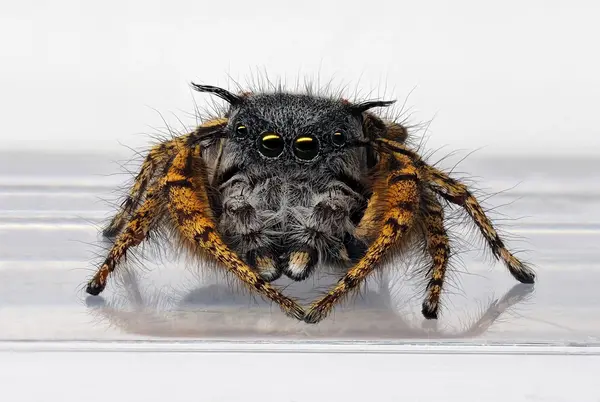 






  
    
  
  
  


Phidippus mystaceus, mature male
<br>
<br>


  2022-09-19
  <br>





  ©️2022 Ben Gruver

<br>
License: <a href="https://creativecommons.org/licenses/by-nc/4.0/" style="text-decoration: underline;">CC BY-NC 4.0</a> 






