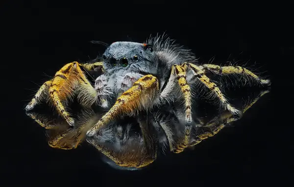 






  
    
  
  
  


Phidippus mystaceus, mature male
<br>
<br>


  2022-09-19
  <br>





  ©️2022 Ben Gruver

<br>
License: <a href="https://creativecommons.org/licenses/by-nc/4.0/" style="text-decoration: underline;">CC BY-NC 4.0</a> 






