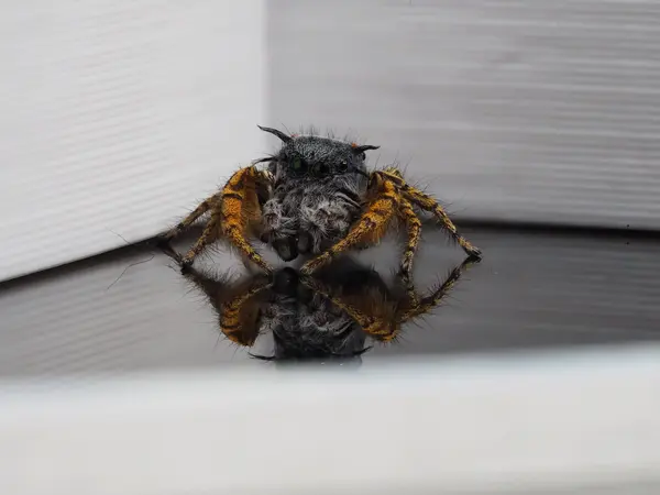 






  
    
  
  
  


Phidippus mystaceus, mature male
<br>
<br>


  2022-09-19
  <br>





  ©️2022 Ben Gruver

<br>
License: <a href="https://creativecommons.org/licenses/by-nc/4.0/" style="text-decoration: underline;">CC BY-NC 4.0</a> 






