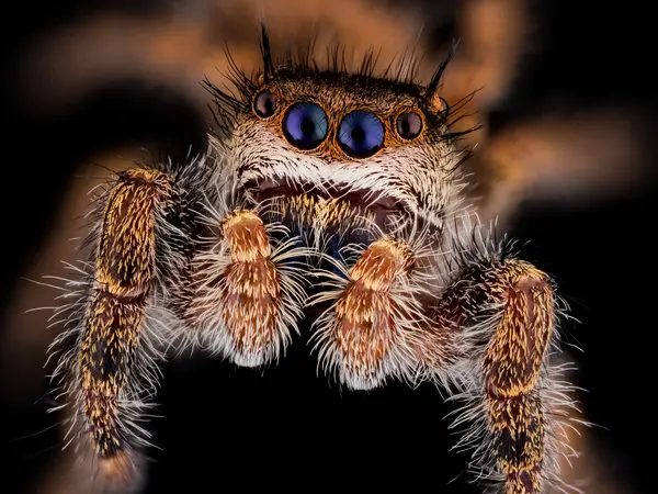 






  
    
  
  
    
  
  


Phidippus princeps, penultimate male
<br>
<br>


  2024-10-12
  <br>



  <a href="
  https://www.inaturalist.org/observations/246970161
  " style="color: #0087ff; text-decoration: underline;">iNaturalist observation</a>
  <br>



  ©️2024 Ben Gruver

<br>
License: <a href="https://creativecommons.org/licenses/by-nc/4.0/" style="text-decoration: underline;">CC BY-NC 4.0</a> 






