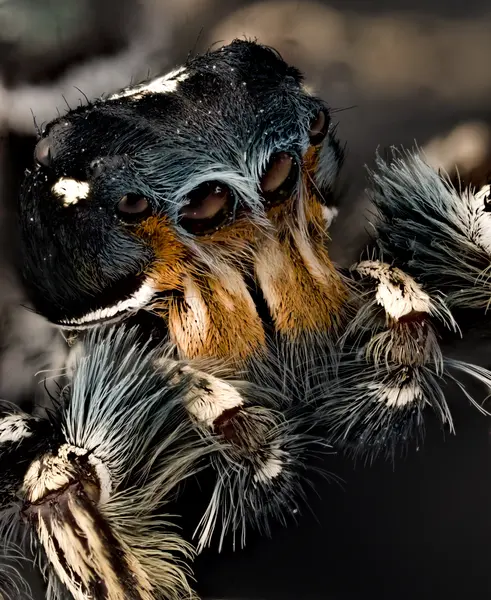 






  
    
  
  
  


Phidippus putnami, mature male
<br>
<br>


  2023-07-08
  <br>





  ©️2023 Ben Gruver

<br>
License: <a href="https://creativecommons.org/licenses/by-nc/4.0/" style="text-decoration: underline;">CC BY-NC 4.0</a> 






