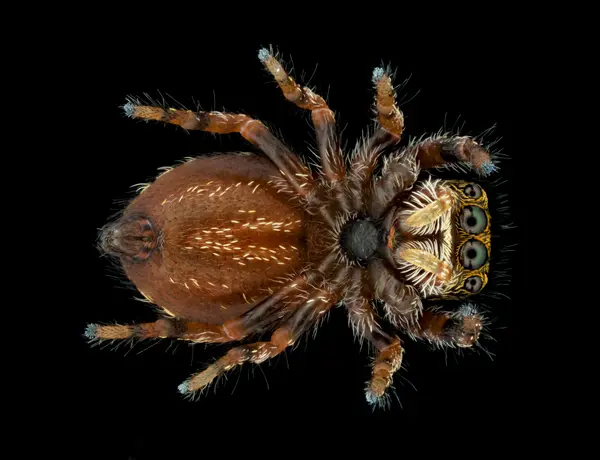 






  
    
  
  
  


Phidippus texanus i3 juvenile, looking directly downward at camera
<br>
<br>


  2025-04-26
  <br>





  ©️2025 Ben Gruver

<br>
License: <a href="https://creativecommons.org/licenses/by-nc/4.0/" style="text-decoration: underline;">CC BY-NC 4.0</a> 






